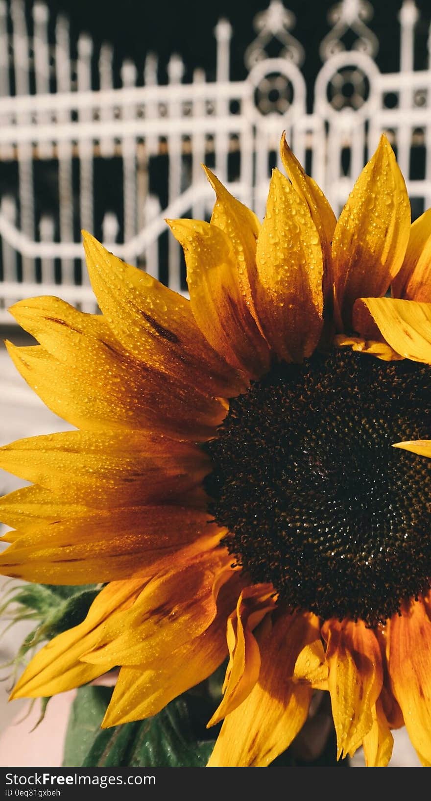 Yellow and Black Petaled Flower