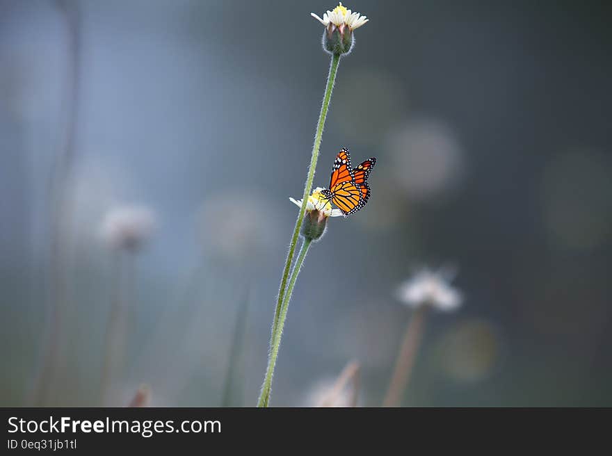 Black and Orange Butterfly on White Petal Flower