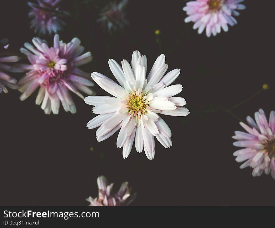 Pink and white chrysanthemum flowers against black background.