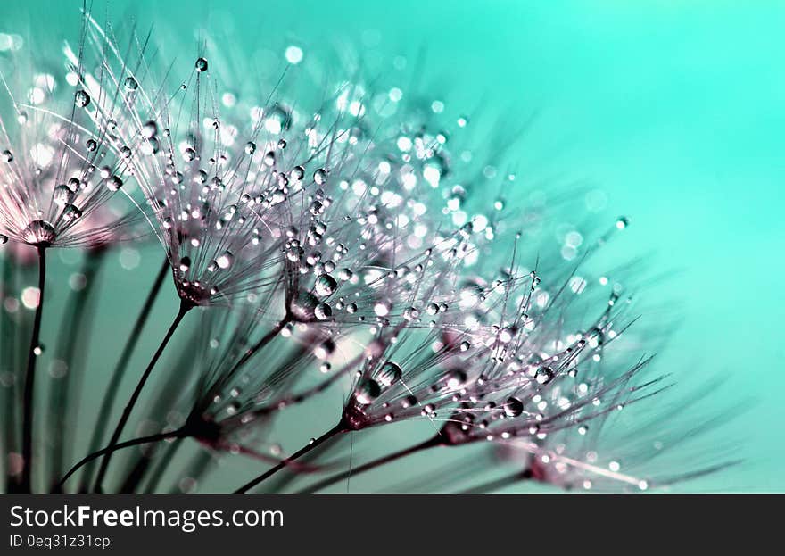 Petaled Flowers With Dew Drops on Close Up Photography