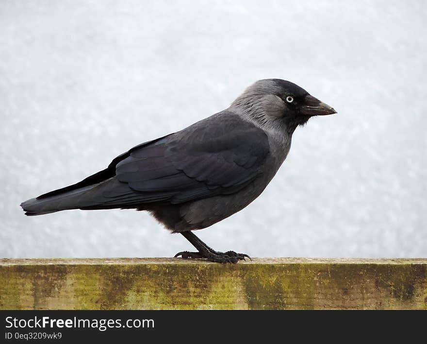 Black and Grey Bird