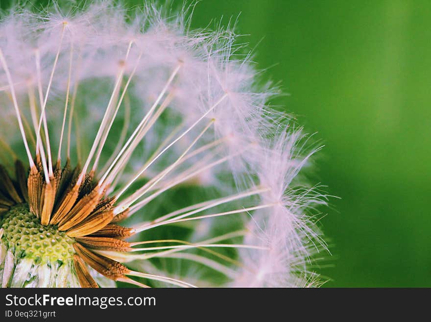 Closed Up Photograph of Dandelion Seeds