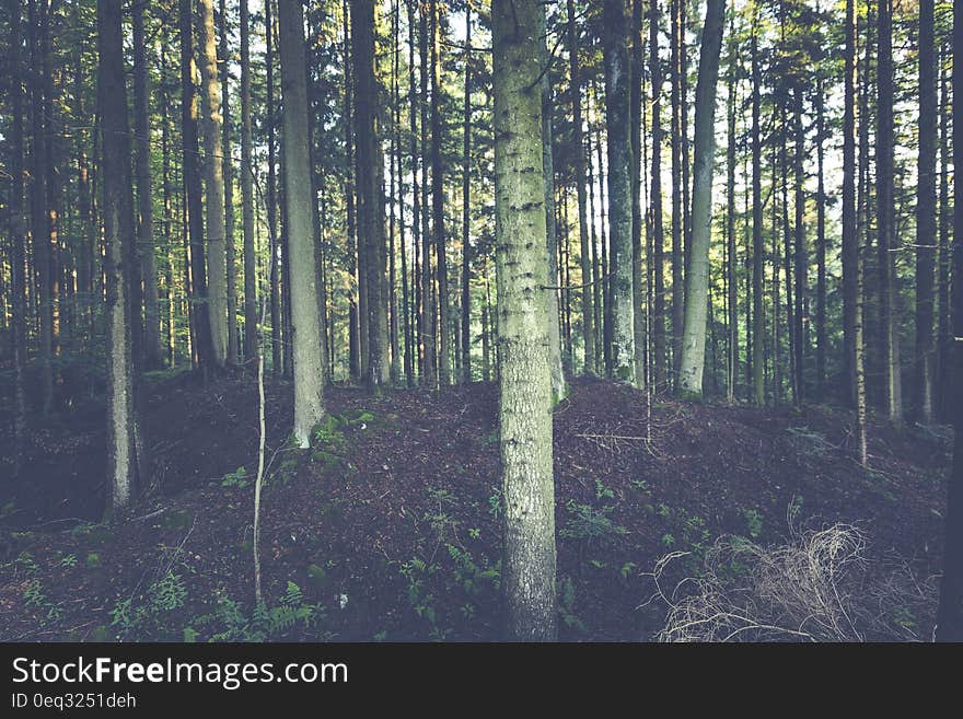 Forest of White Trees