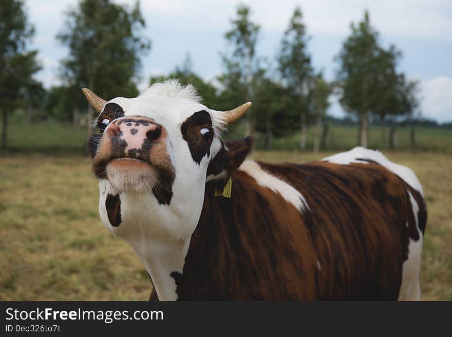 Cow on pasture in the countryside.