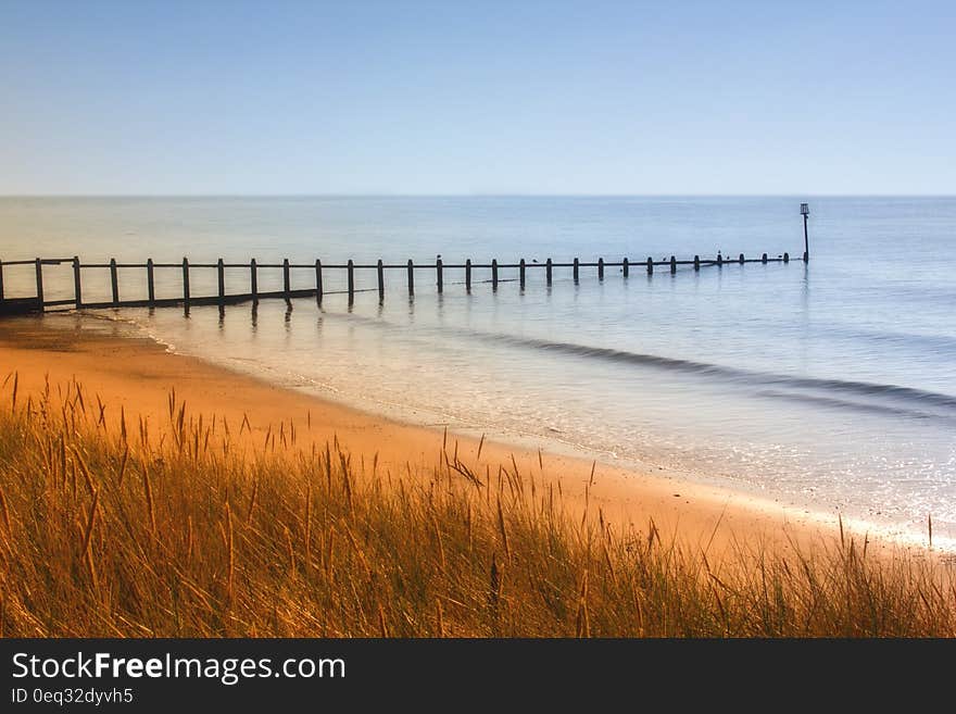 Green Grass Near Shoreline Beside Sea Under Blue Sky