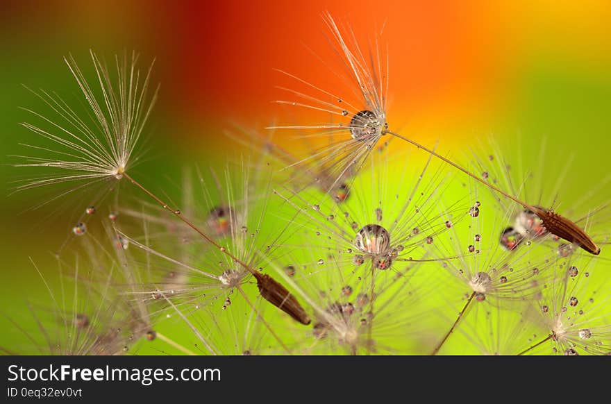 White Dandelions