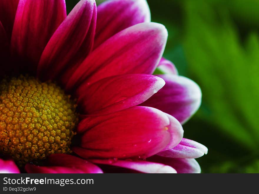 Pink Flower Photo