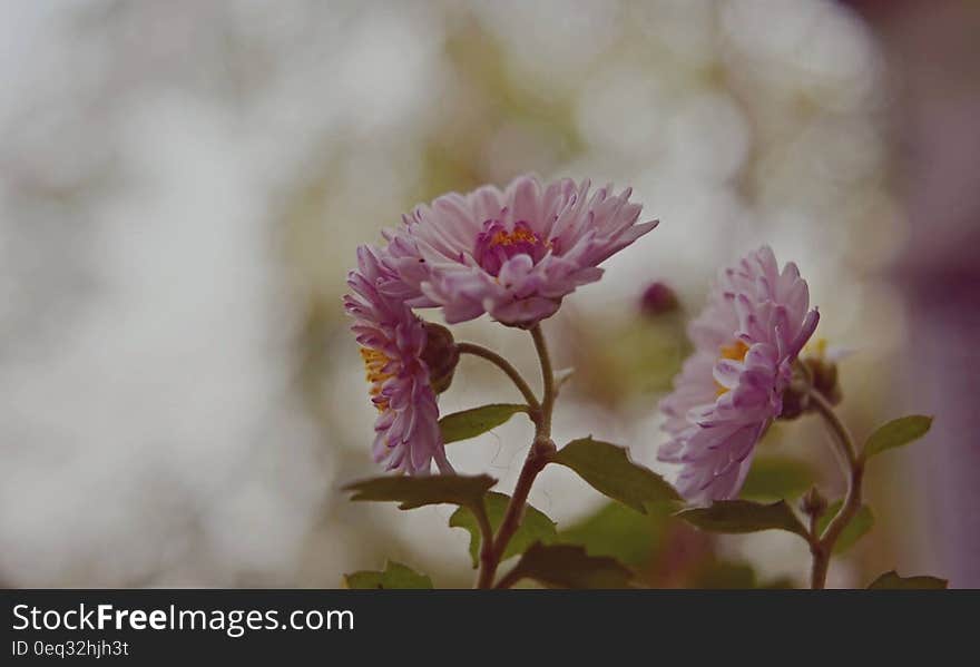 Pink Petaled Flowers