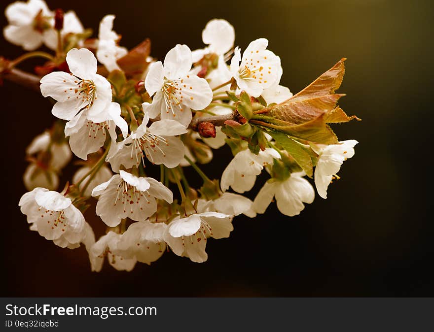 White Petaled Flower