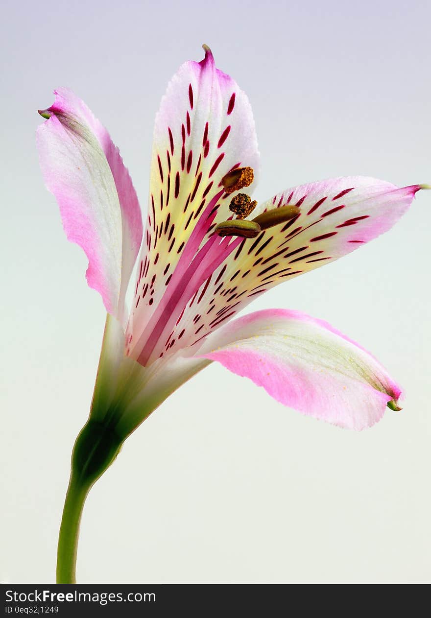 Shallow Focus Photography of Pink and White Petal Flower