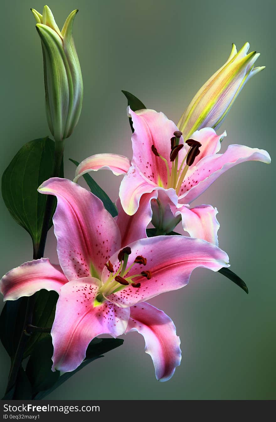 Pink Tiger Lily on Bloom