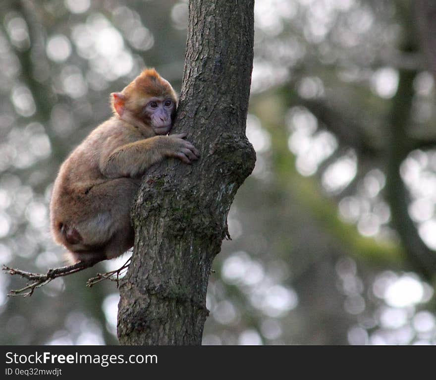 Brown Monkey on Green Tree Trunk