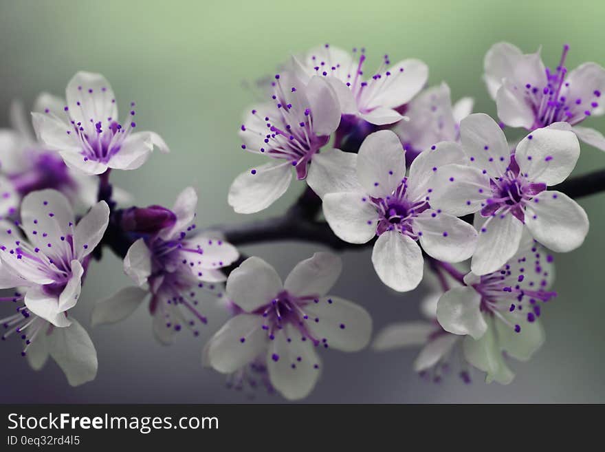 White and Purple Petal Flower Focus Photography