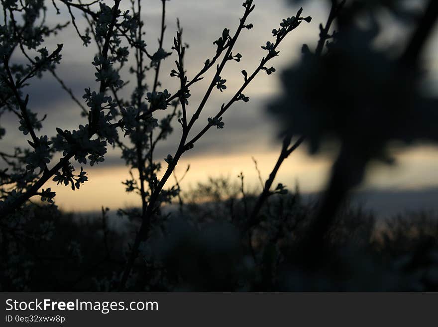 Silhouette of Tree during Sunset