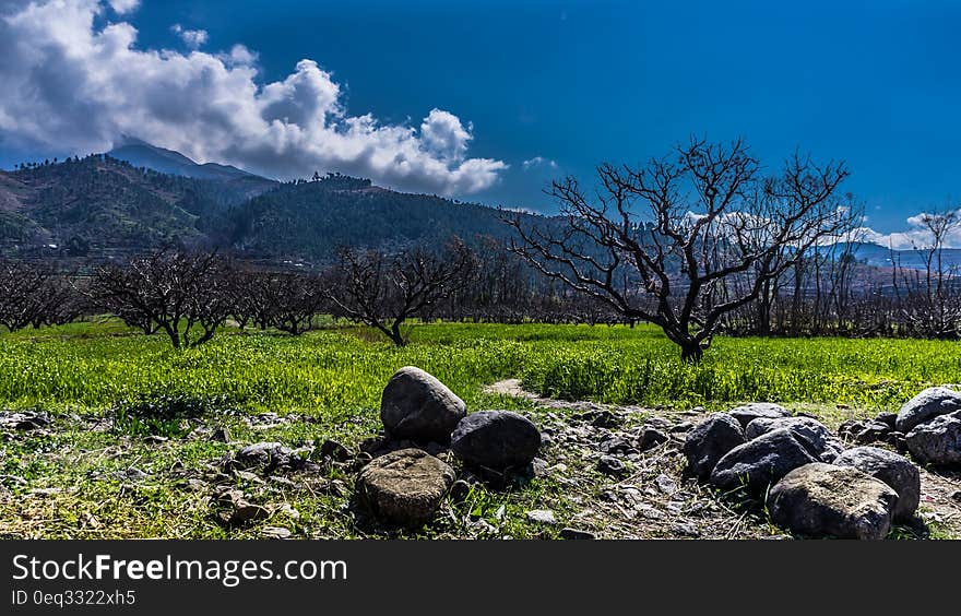 Gray Rock Near Green Grass