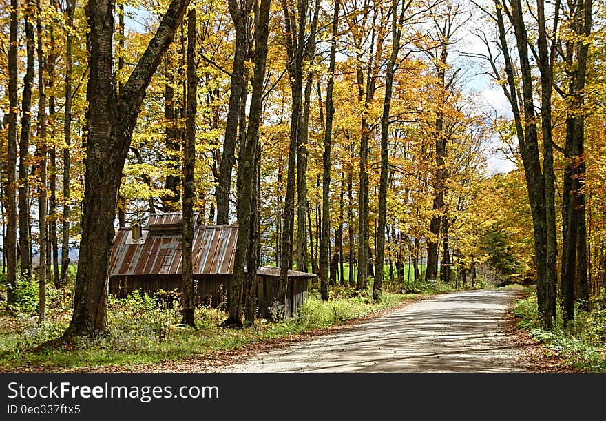 House Near Road on Forest