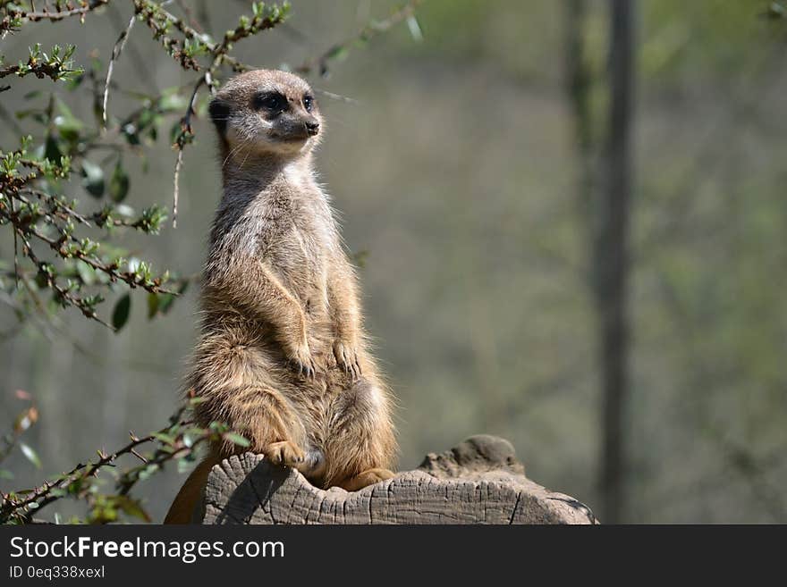 Brown and White 2 Legged Animal Standing on Tree Branch