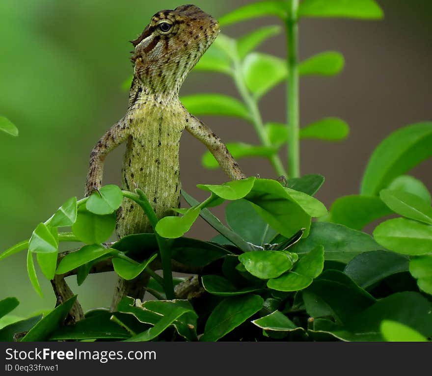 A small lizard standing. A small lizard standing