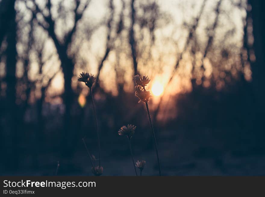 Yellow Dandelion Close Up Photography during Sunset