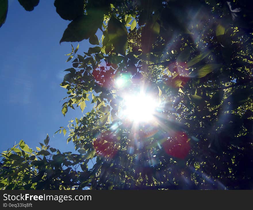 Worm&#x27;s Eye View of Red and Green Outdoor Plant With Sunlight Painting