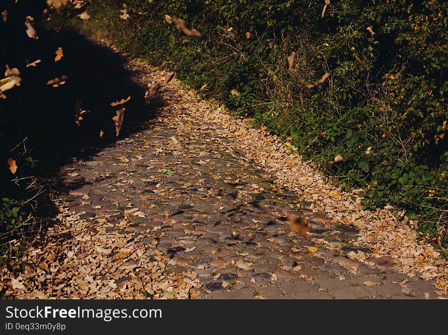 A path covered by fallen leaves in Autumn. A path covered by fallen leaves in Autumn.