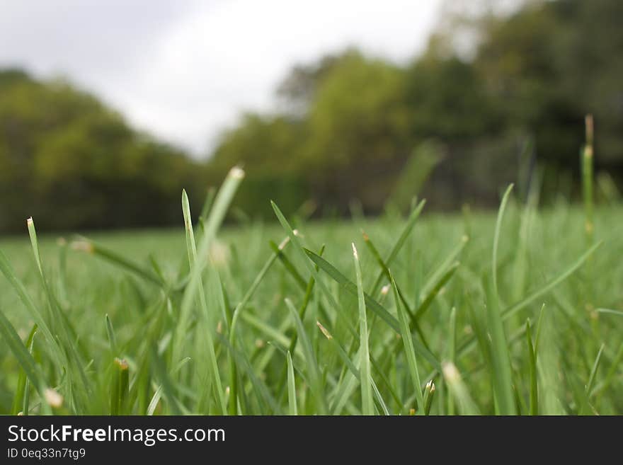 Green Grass Field