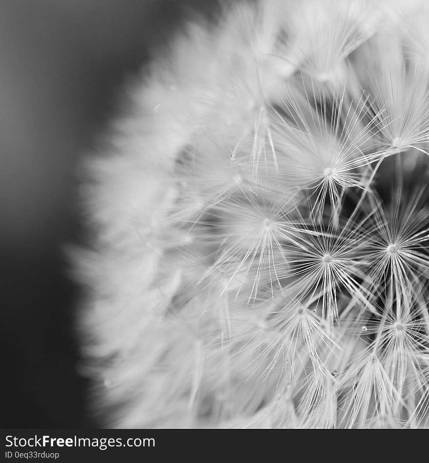 Close Up Photo of Dandelion