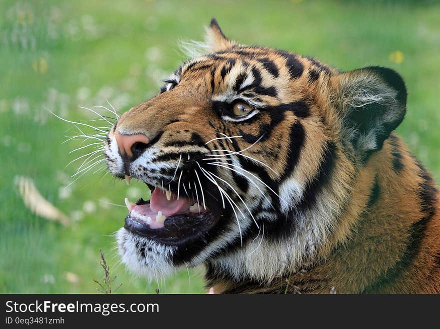 Tiger on Green Grass Field