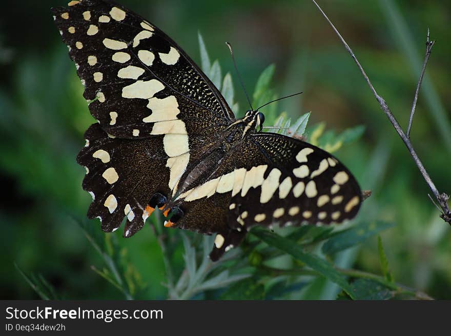 Black and White Butterfly on Leaf