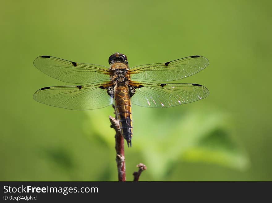 Brown and Black Dragonfly