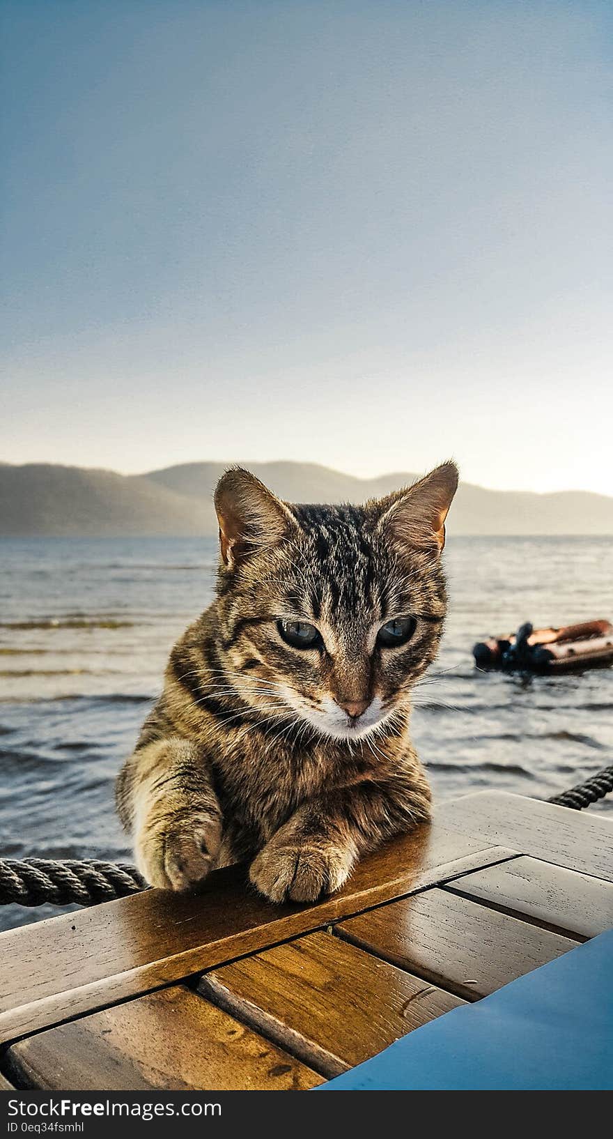 Black and White Tabby Cat Leaning on Brown Wooden Surface Beside Sea