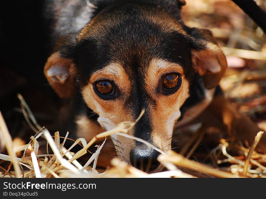 Black Brown Coated Dog on Dried Grass