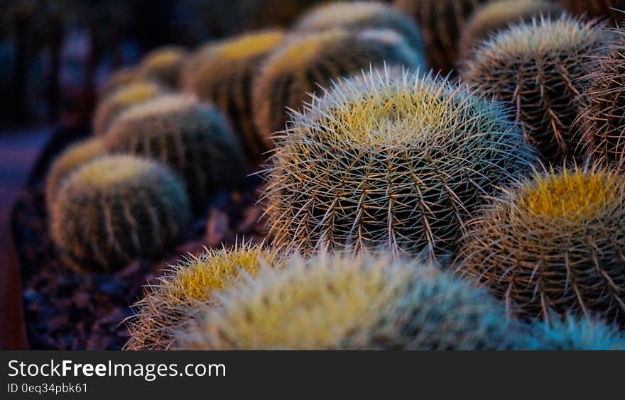 Brown Thorny Plant