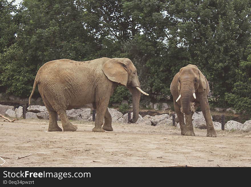 Two adult elephants playing at the zoo. Two adult elephants playing at the zoo.