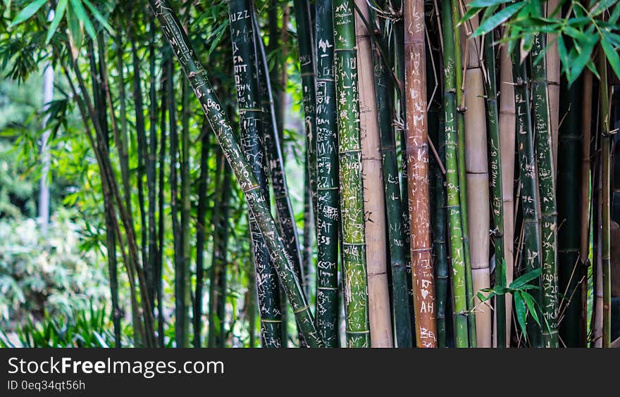 Green Leaf Bamboo Tree at Daytime