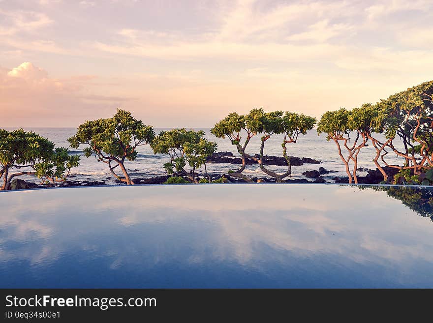 Trees standing in the middle of the water. Trees standing in the middle of the water