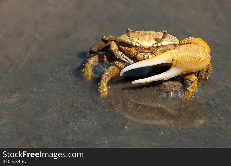 Yellow Crab on Gray Sand during Daytime