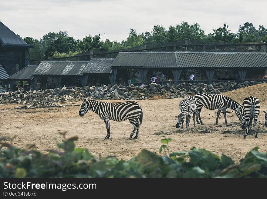 Four zebras in the Zoo eating