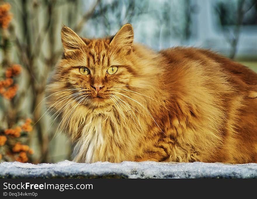 Brown Persian Cat in Selective Lens Photography