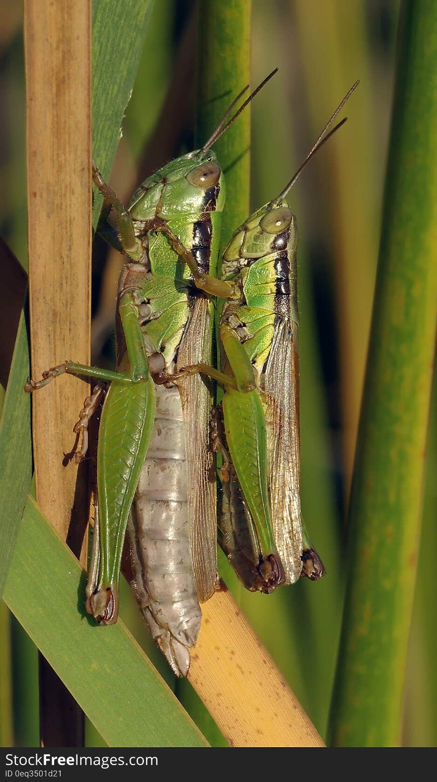 Grasshopper Making Each Other during Daytime