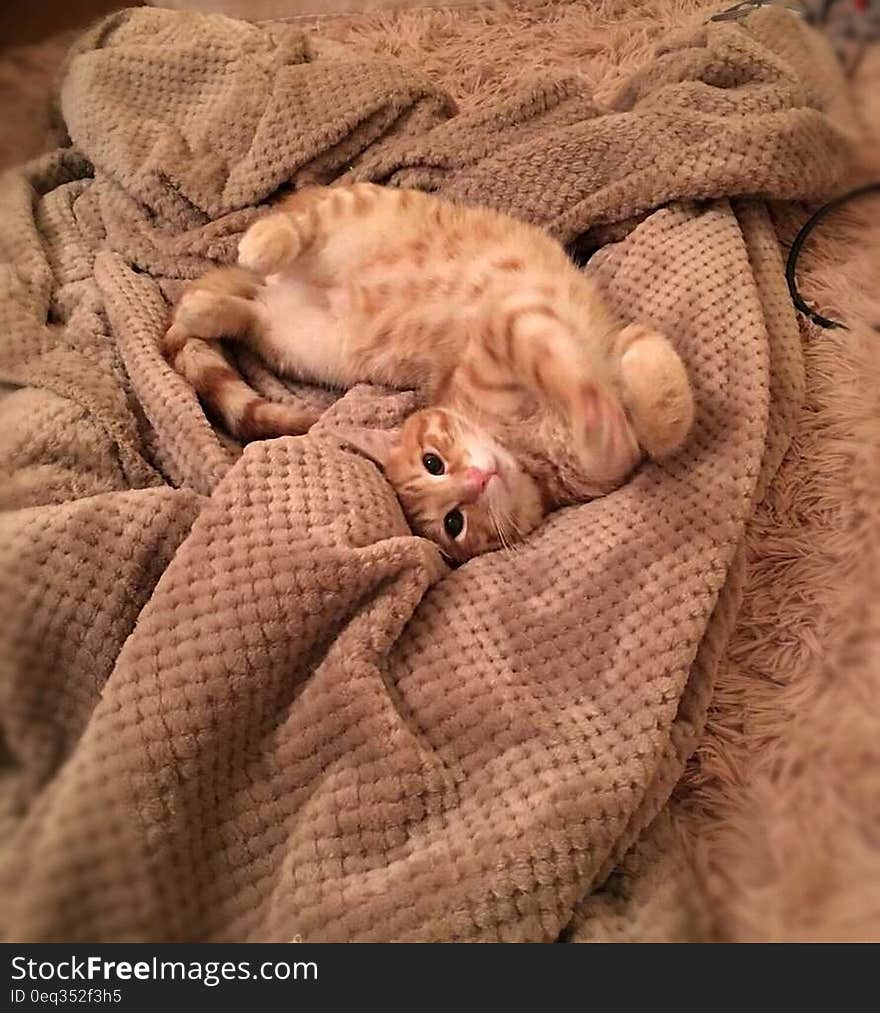 Orange Tabby Cat on Brown Textile