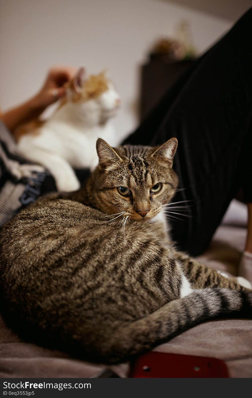 Black and Gray Cat Behind Man in Black Bottoms Holding White and Brown Cat