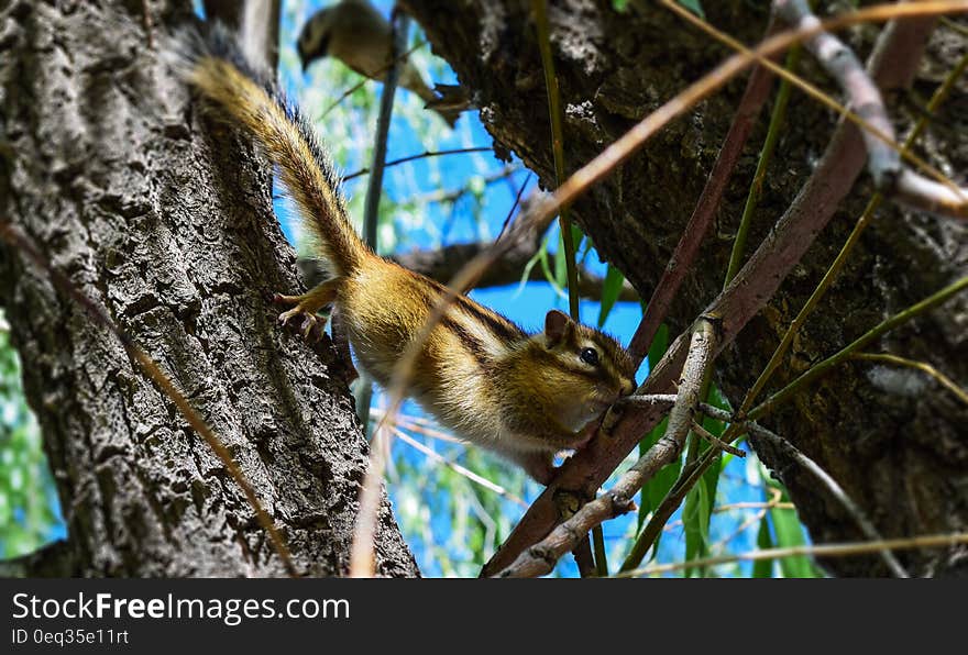 Brown and White Squirrel on Brown Tree Branch