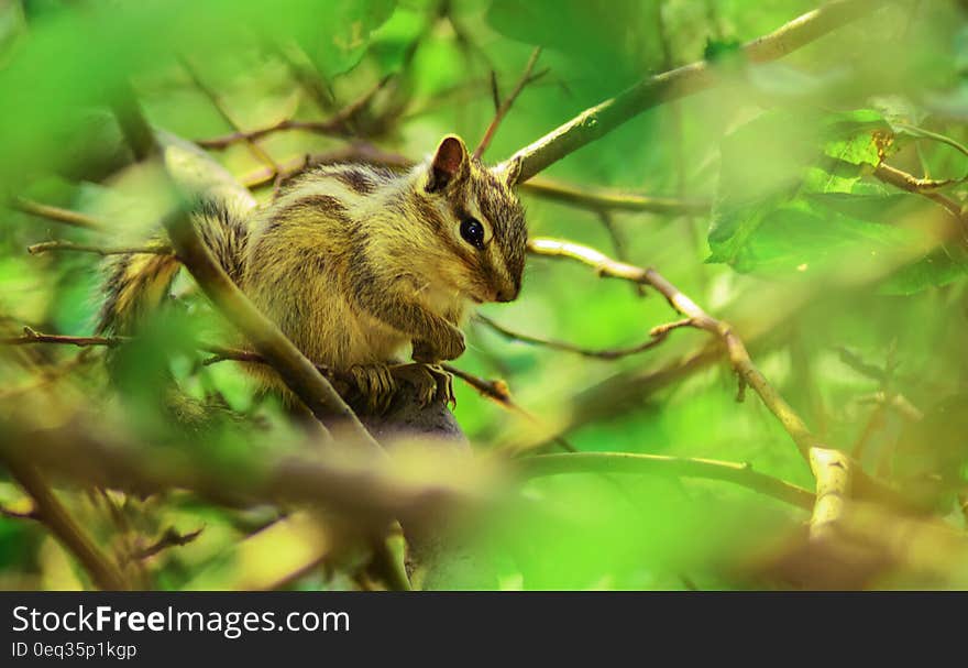 Brown Squirrel Perched on Tree Branch in Selective Focus Photography