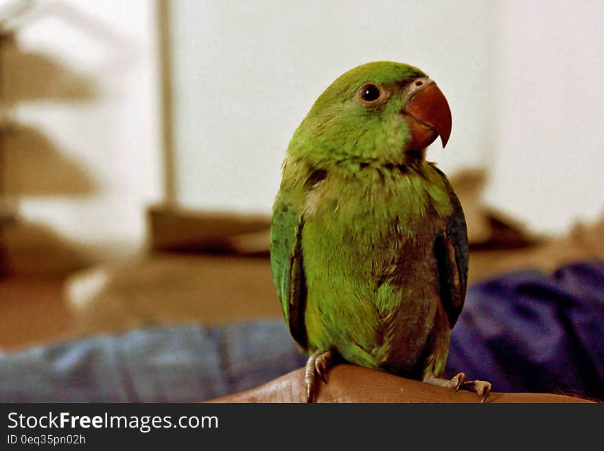 Green parrot portrait with blurred background.