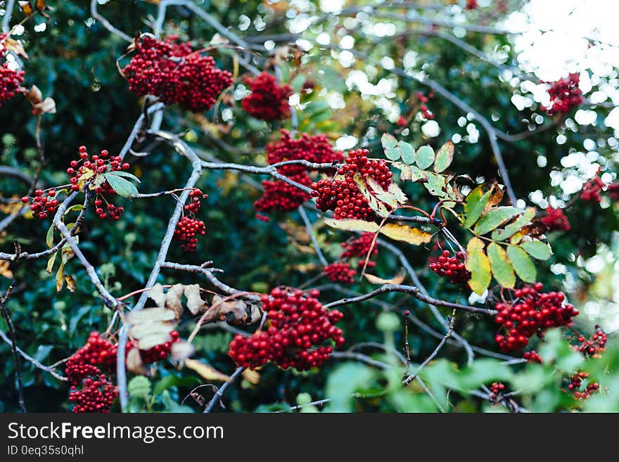 Red berries bush in natural setting