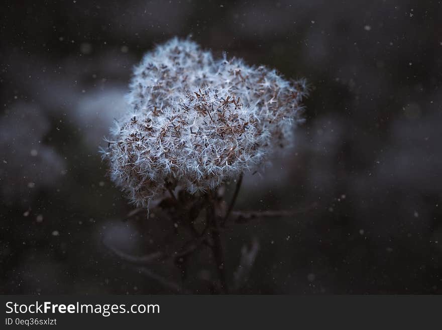 Close-up of Snow on Tree