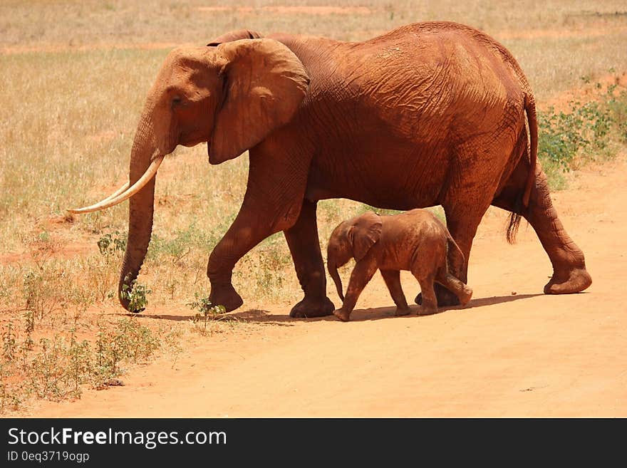 1 Elephant Beside on Baby Elephant