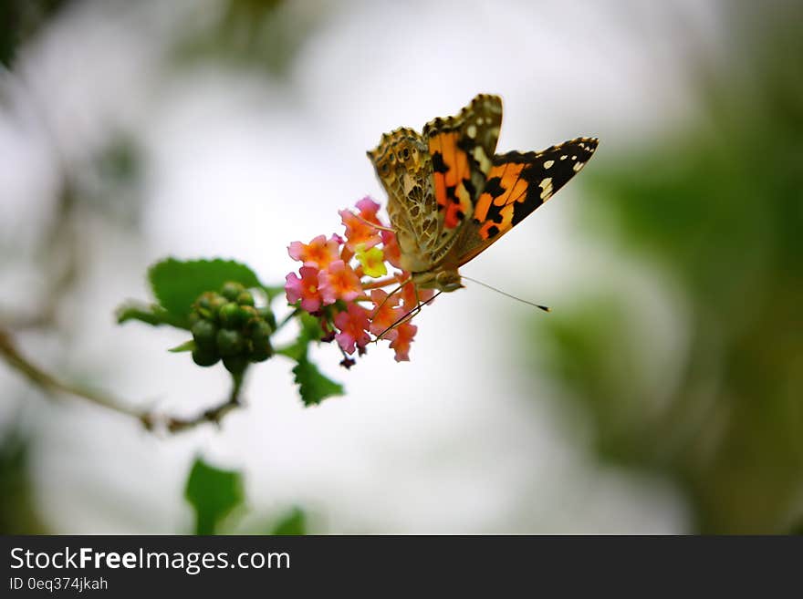 Orange and Black Butterfly Sip Nectar