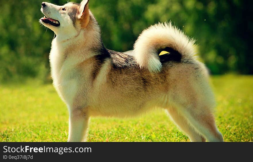 A husky dog looking above. A husky dog looking above